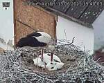 Capi_Dubne_20250615_194003.jpg
