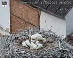 Capi_Dubne_20250615_194502.jpg