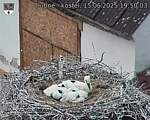 Capi_Dubne_20250615_195003.jpg
