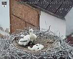 Capi_Dubne_20250615_200503.jpg