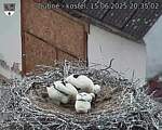 Capi_Dubne_20250615_203502.jpg