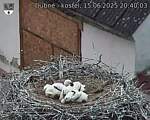 Capi_Dubne_20250615_204003.jpg
