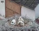 Capi_Dubne_20250615_204502.jpg