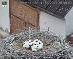Capi_Dubne_20250615_205003.jpg