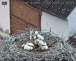 Capi_Dubne_20250615_210503.jpg