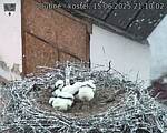 Capi_Dubne_20250615_211002.jpg