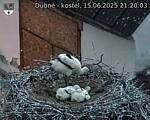 Capi_Dubne_20250615_212003.jpg