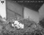 Capi_Dubne_20250615_213003.jpg