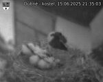 Capi_Dubne_20250615_213503.jpg