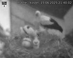Capi_Dubne_20250615_214002.jpg