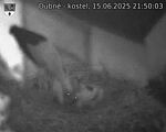 Capi_Dubne_20250615_215003.jpg