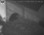 Capi_Dubne_20250615_224502.jpg