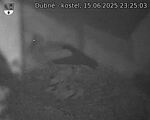 Capi_Dubne_20250615_232503.jpg
