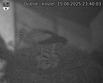 Capi_Dubne_20250615_234003.jpg