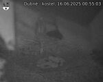 Capi_Dubne_20250616_005503.jpg