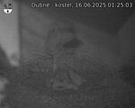 Capi_Dubne_20250616_012503.jpg