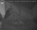 Capi_Dubne_20250616_013002.jpg