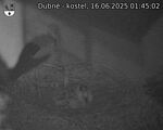 Capi_Dubne_20250616_014502.jpg