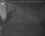 Capi_Dubne_20250616_015002.jpg