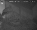 Capi_Dubne_20250616_022002.jpg