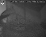 Capi_Dubne_20250616_022503.jpg
