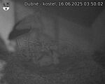 Capi_Dubne_20250616_035002.jpg