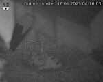 Capi_Dubne_20250616_041003.jpg
