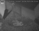 Capi_Dubne_20250616_041502.jpg