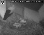 Capi_Dubne_20250616_042002.jpg