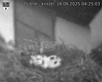 Capi_Dubne_20250616_042503.jpg