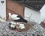 Capi_Dubne_20250616_050003.jpg
