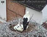 Capi_Dubne_20250616_050502.jpg