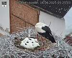 Capi_Dubne_20250616_052503.jpg