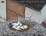 Capi_Dubne_20250616_053502.jpg