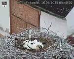 Capi_Dubne_20250616_054002.jpg