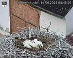 Capi_Dubne_20250616_054503.jpg