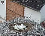 Capi_Dubne_20250616_055003.jpg