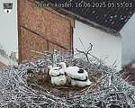 Capi_Dubne_20250616_055503.jpg