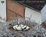 Capi_Dubne_20250616_060003.jpg