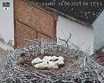 Capi_Dubne_20250616_061503.jpg
