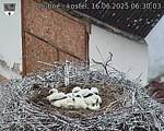 Capi_Dubne_20250616_063003.jpg