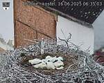 Capi_Dubne_20250616_063503.jpg