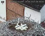 Capi_Dubne_20250616_064002.jpg