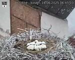 Capi_Dubne_20250616_064503.jpg