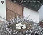 Capi_Dubne_20250616_065002.jpg