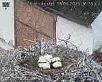 Capi_Dubne_20250616_065503.jpg