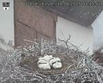 Capi_Dubne_20250616_071502.jpg