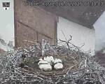 Capi_Dubne_20250616_073003.jpg