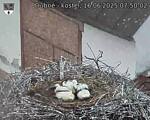 Capi_Dubne_20250616_075002.jpg