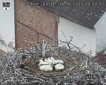 Capi_Dubne_20250616_082002.jpg